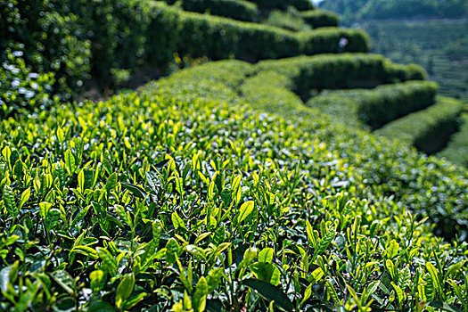 茶园风景风光图片