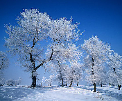 吉林雾凇岛雪景图片