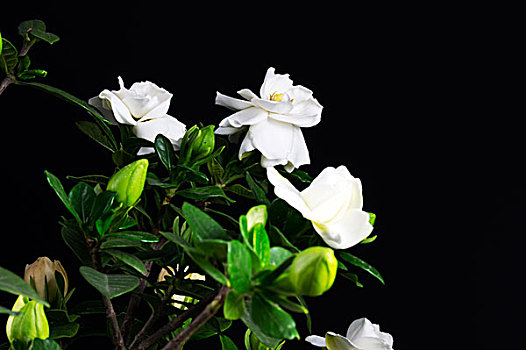 栀子花图片