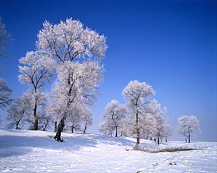 吉林雾凇岛雪景图片