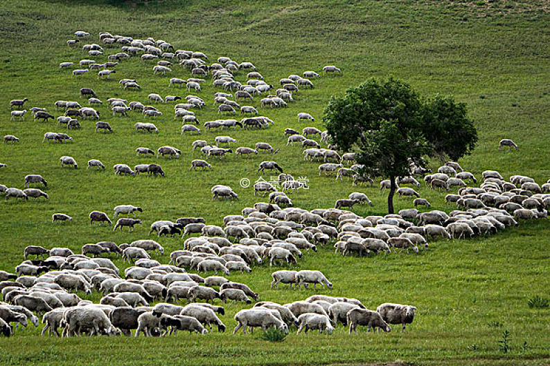 草原上放牧的羊群_高清图片_全景视觉