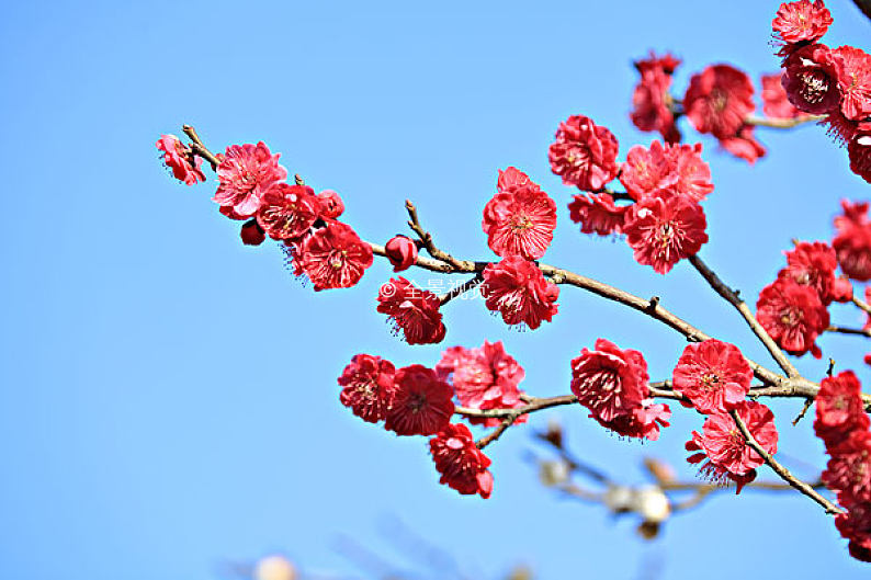 梅花图片_梅花图片素材_梅花图片大全_梅花高清图片_全景视觉