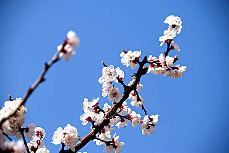 杏花图片_杏花图片素材_杏花图片大全_杏花高清图片