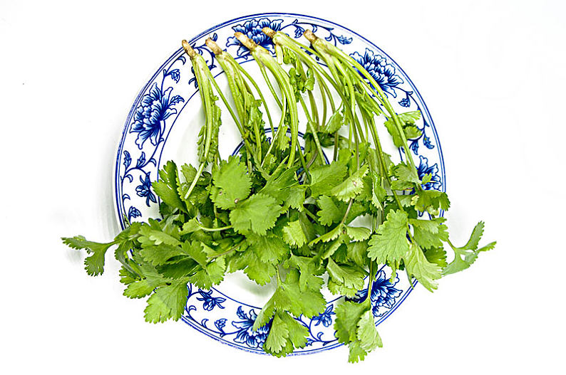 香菜图片_香菜图片素材_香菜图片大全_香菜高清图片