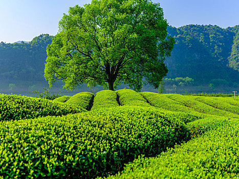 茶园风景风光图片