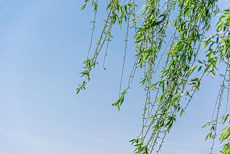 春天的柳树图片_春天的柳树图片素材