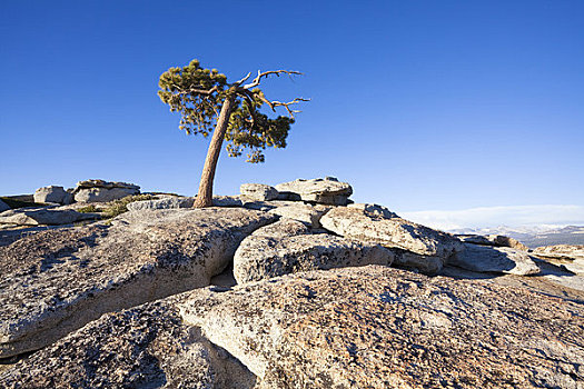 松树,优胜美地国家公园,加利福尼亚,美国