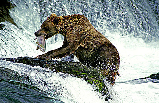 大灰熊,棕熊,三文鱼,溪流,瀑布,阿拉斯加