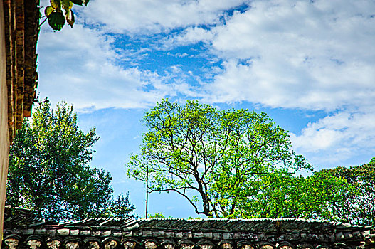 绿树与瓦顶