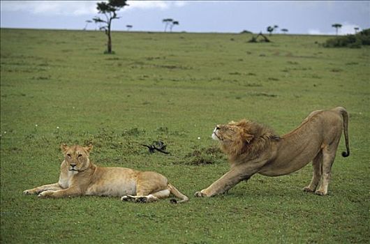 非洲狮,狮子,女性,肯尼亚
