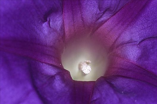 紫花,旋花,牵牛花,旋花科,微距