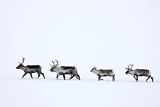 瑞典,拉普兰,驯鹿,驯鹿属