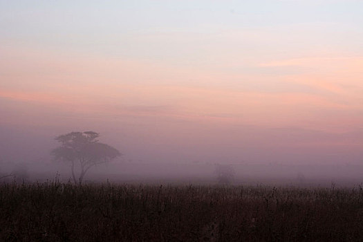 日出,上方,金合欢树,塞伦盖蒂国家公园,坦桑尼亚