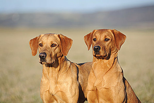 拉布拉多犬,黄色,雌性,头像,德国,欧洲