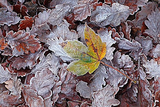 悬铃木,霜,遮盖,秋天,叶子,橡树,波厄斯郡,威尔士,英国,欧洲