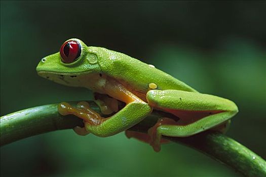 红眼树蛙,特写,枝头,山脉,热带森林