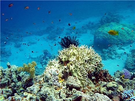 珊瑚礁,海百合,仰视,热带,海洋,水下