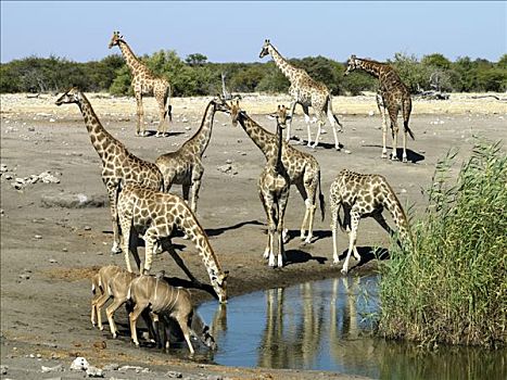 水坑,边缘,长颈鹿,大捻角羚