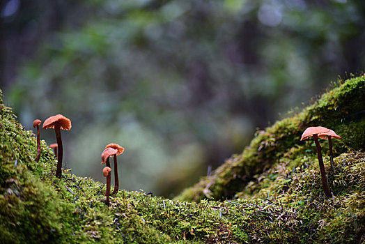 原始森林午后的小蘑菇