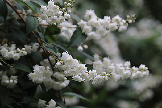溲疏树上的白花