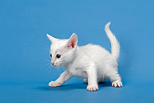 塞伦盖蒂,猫,小猫,4星期大,白色