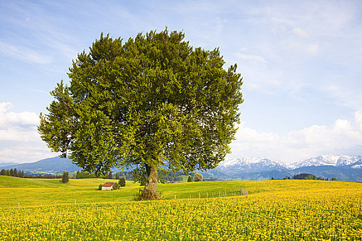 山毛榉树,巴伐利亚,德国