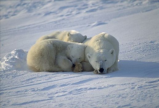 北极熊,母兽,睡觉,丘吉尔市,曼尼托巴,加拿大