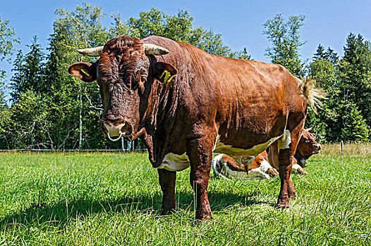 褐色,白色,斑点,公牛,鼻环,草场,家牛,上巴伐利亚,巴伐利亚,德国,欧洲