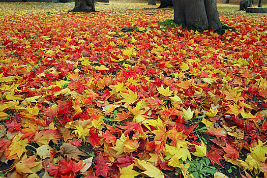 秋天,地毯,彩色,落叶