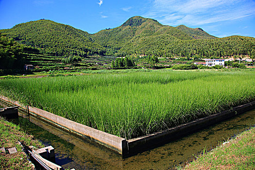 田园,湿地,花,生态,植物,章水镇