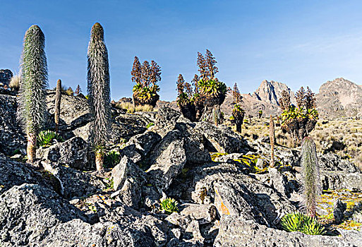 巨大,山梗莱属植物,背景,顶峰,山,肯尼亚,肯尼亚山,国家公园,非洲