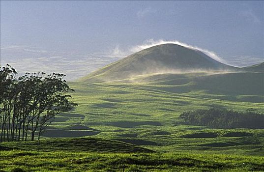 夏威夷,威美亚,牧场,树,草场,草,山,遮盖,雾