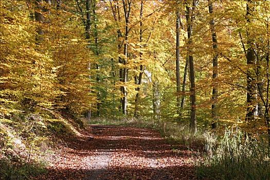 道路,秋天,彩色,山毛榉,树林