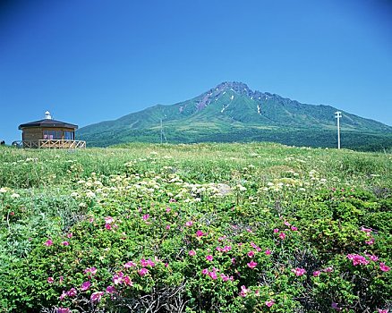 日本,玫瑰,山