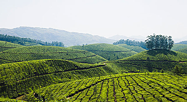 茶园,喀拉拉,印度
