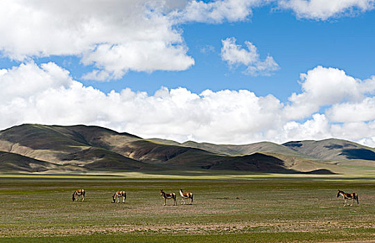 西藏那曲地区野驴群