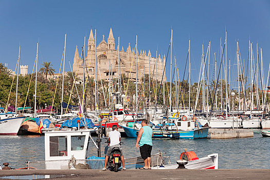 风景,捕鱼,港口,大教堂,帕尔玛,马略卡岛,巴利阿里群岛,西班牙