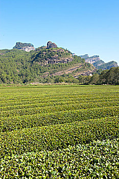 茶园,星,乡村,武夷山,山,福建,中国