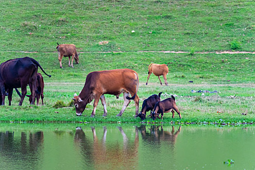 牛在湖边吃草的图片图片