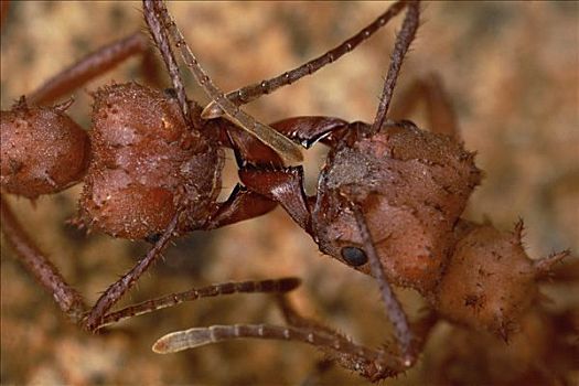 切叶蚁,工人,停止,小路,触角,电池,信息,相互,蚂蚁,相同,生物群,瓜德罗普
