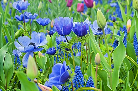 蓝色,银莲花,花