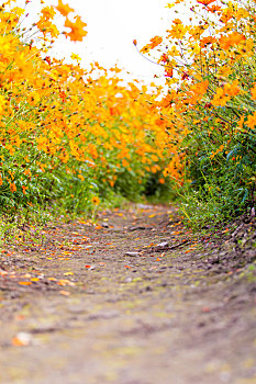 硫华,菊花