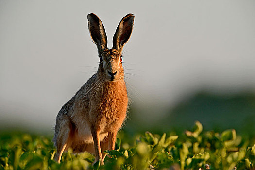 欧洲野兔,诺福克,英格兰,英国,欧洲