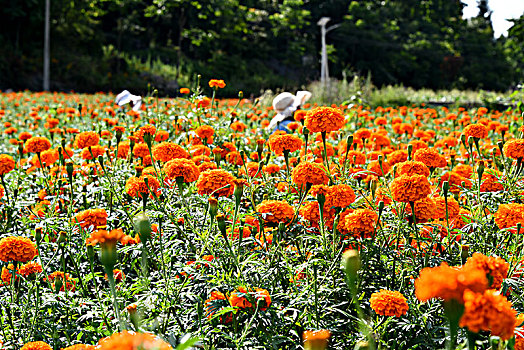 色素菊花丰收季,村民采摘忙