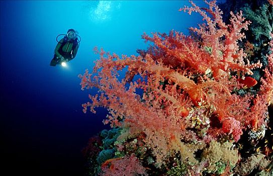 潜水者,软珊瑚