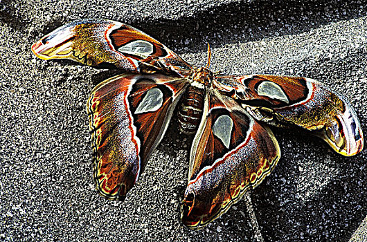 巨大,蛾子,不列颠哥伦比亚省,加拿大