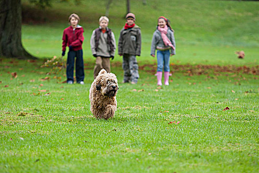 狗,跑,公园,四个孩子,站立,背景