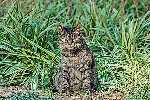 虎纹猫咪宠物