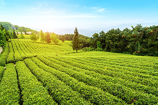 高山生态茶园