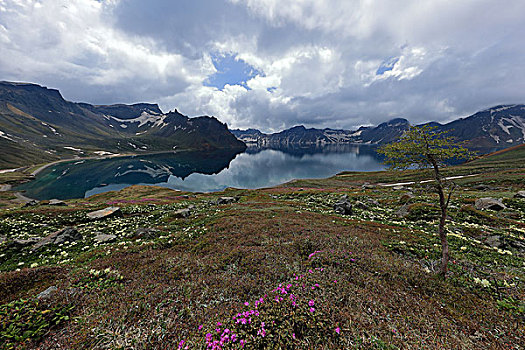 长白山天池高山花卉